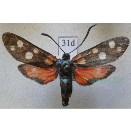 Zygaena ephialtes (Linnaeus, 1767) Kraśnik goryszowiec Czech31d